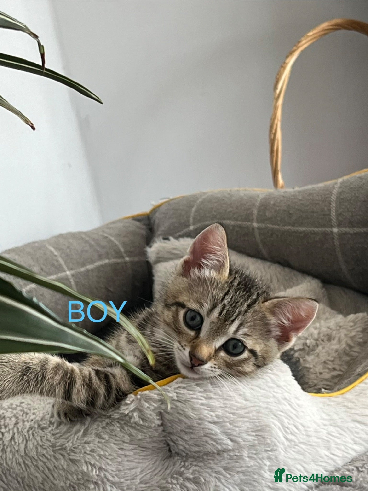Mixed Breed cats 3 lovely Kittens for sale - Advert 1