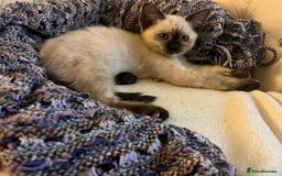 Ragdoll cats for sale: Beautiful Pure Ragdoll Kittens - Image 13