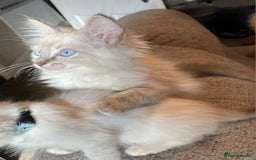 Ragdoll cats for sale: Ready Now. Stunning GCCF Pure Bred Ragdoll kittens - Image 26