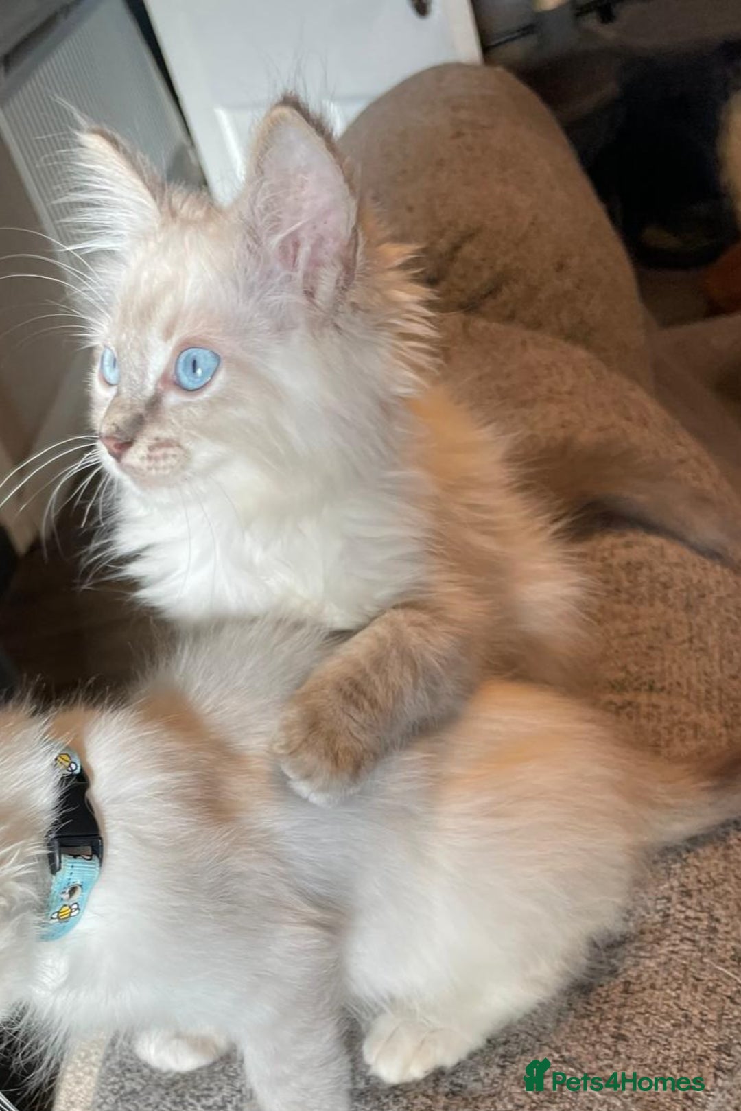 Ragdoll cats for sale: Ready Now. Stunning GCCF Pure Bred Ragdoll kittens - Image 26