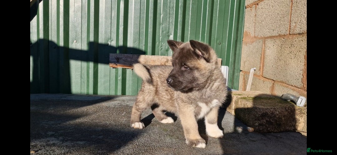 Akita dogs for sale: Adorable American akita puppys - Advert 9