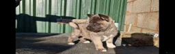Akita dogs for sale: Adorable American akita puppys - Advert 9