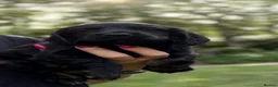 Cocker Spaniel dogs for sale: Show type cocker spaniels  - Advert 19