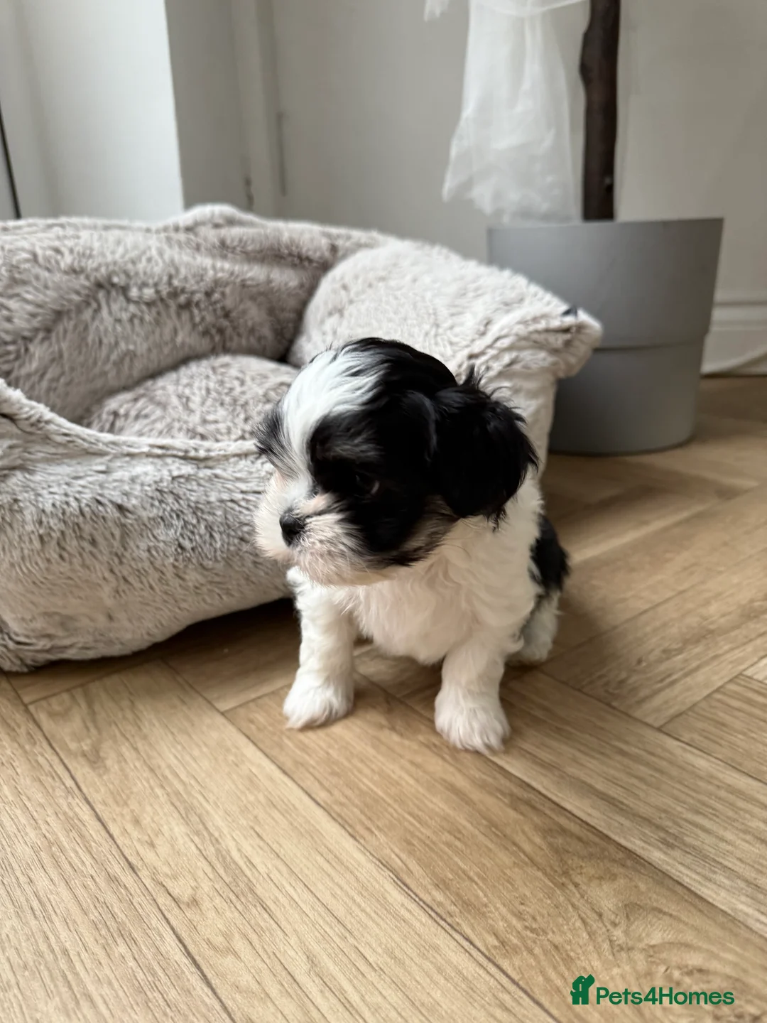 Mixed Breed dogs for sale: Gorgeous puppies 2 girls left - Advert 2