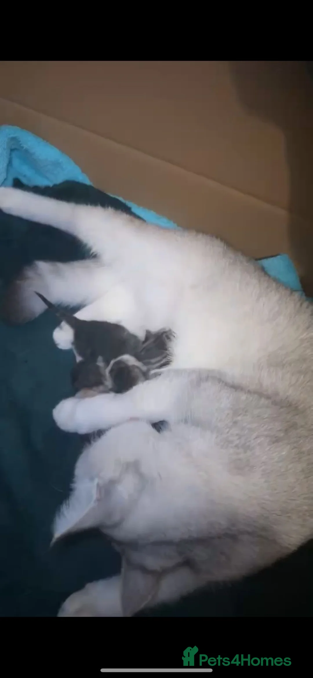 British Shorthair cats for sale: stunning kittens😍 - Advert 2