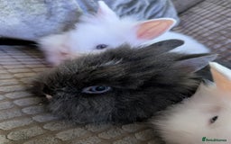 Lionhead rabbits for sale: Lionhead x Netherland dwarf - Image 5