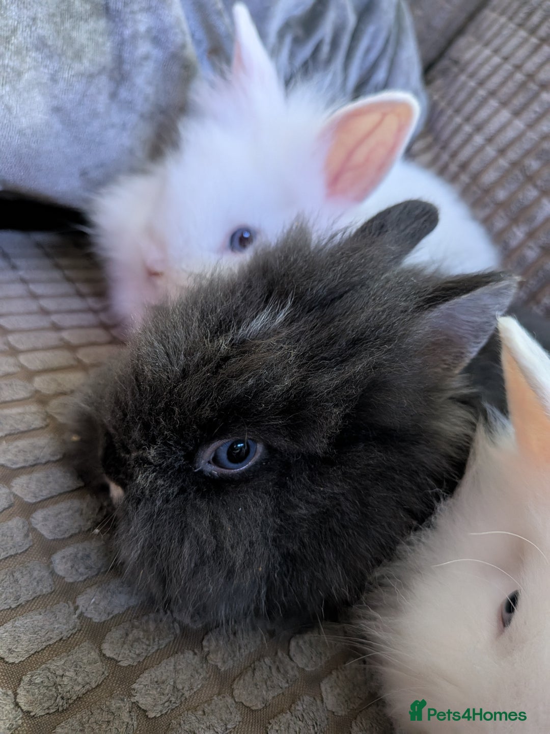 Lionhead rabbits for sale: Lionhead x Netherland dwarf - Image 5