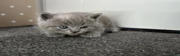 British Shorthair cats for sale: British shorthair blue /Adorable kittens  - Advert 17