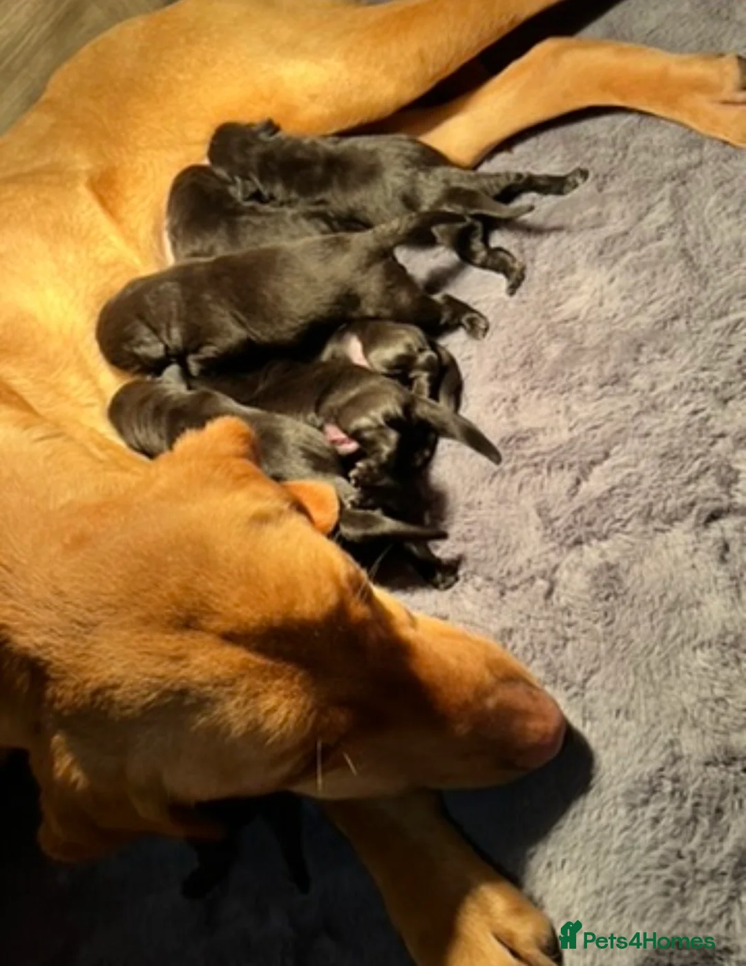Labrador Retriever dogs for sale: Beautiful chunky black Labrador puppies  in Wickford - Advert 1