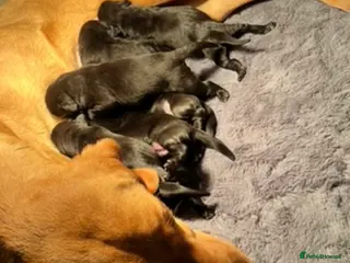 Labrador Retriever dogs Beautiful chunky black Labrador puppies - Advert 1