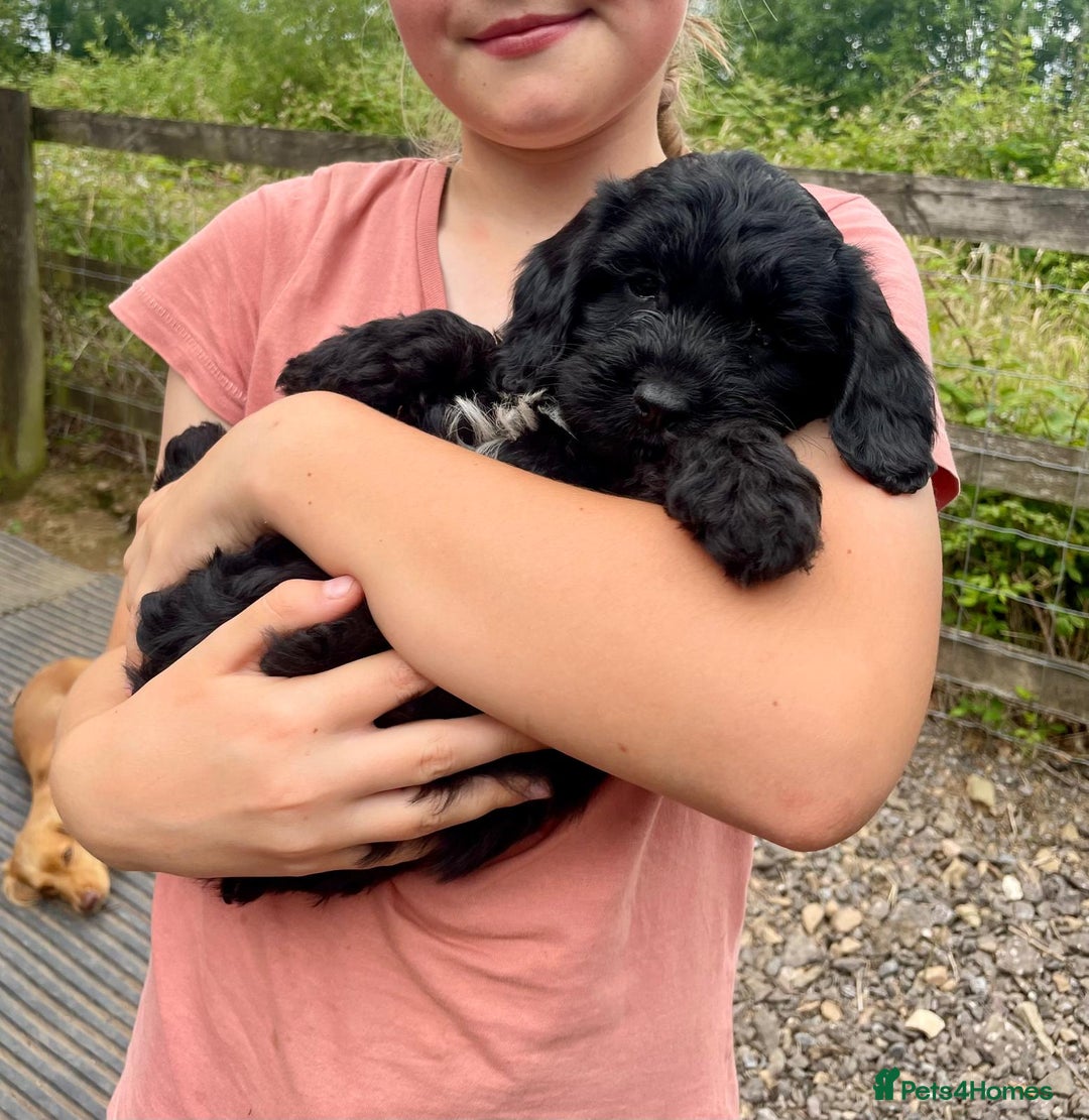 Cockapoo dogs for sale: F1 Miniature Phantom Cockapoos  READY NOW  in Chulmleigh - Image 17