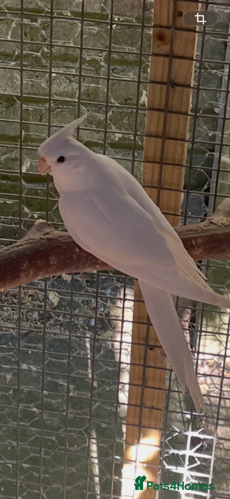 Cockatiels birds  2026 Young cockatiels - whiteface /Albino  - Advert 9