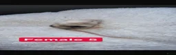 Mouse rodents for sale: Baby mice  - Advert 27