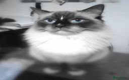 Ragdoll cats for sale: Ragdoll kittens - loving, playful, dog confident - Image 11