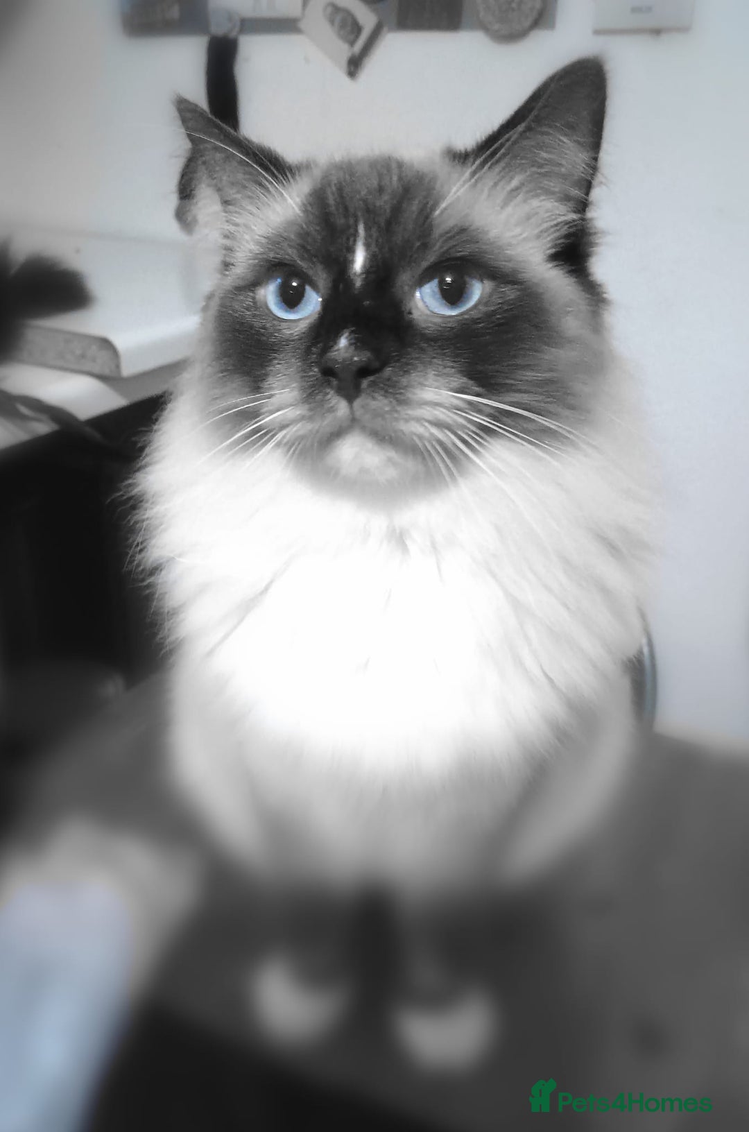 Ragdoll cats for sale: Ragdoll kittens - loving, playful, dog confident - Image 11