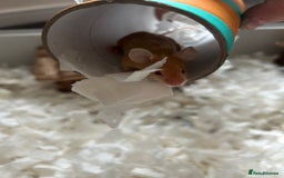 Mouse rodents for sale: Female fancy mice - Image 2