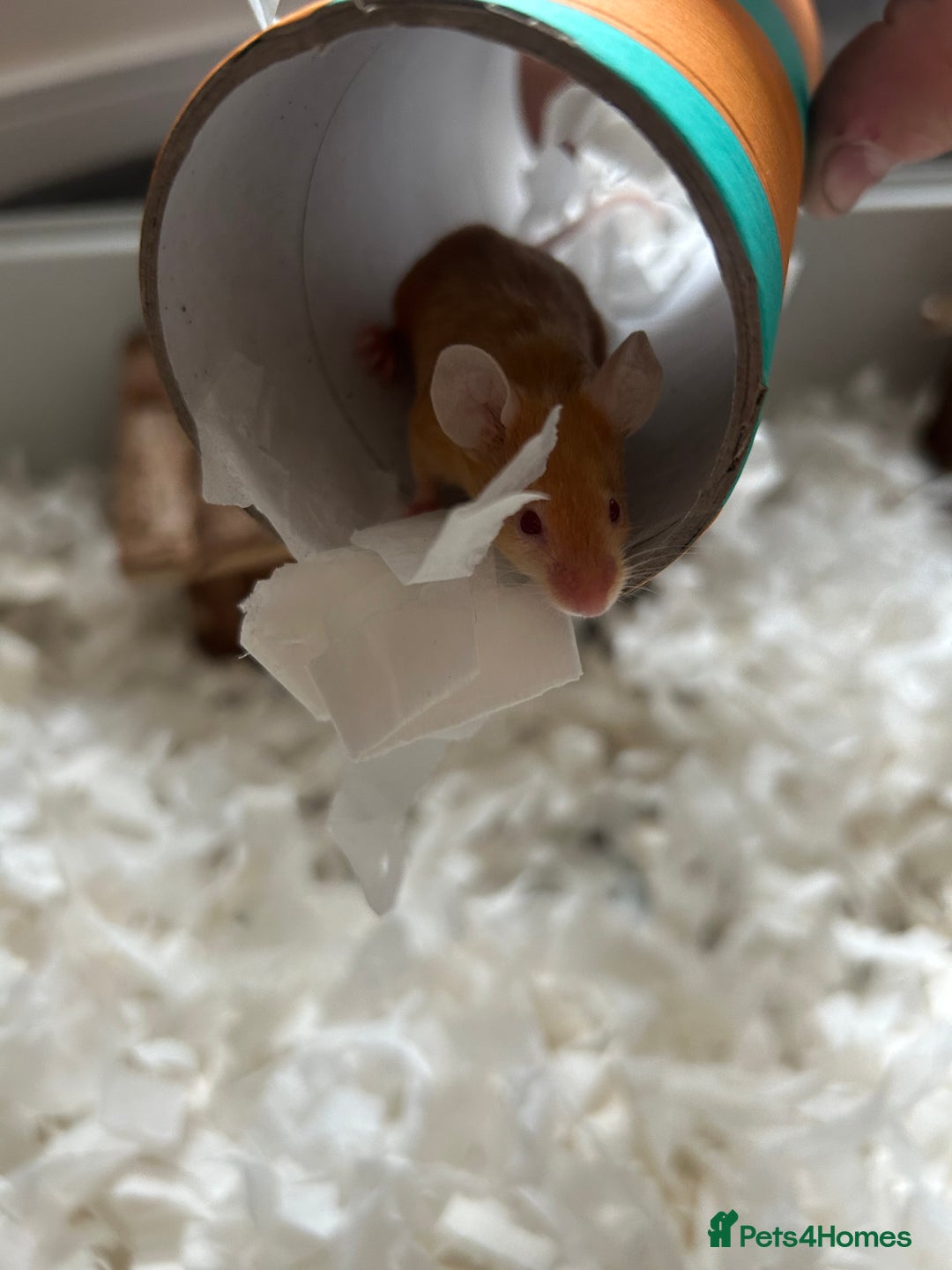 Mouse rodents for sale: Female fancy mice - Image 2