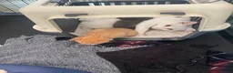 Manx cats for sale: kittens  - Advert 2