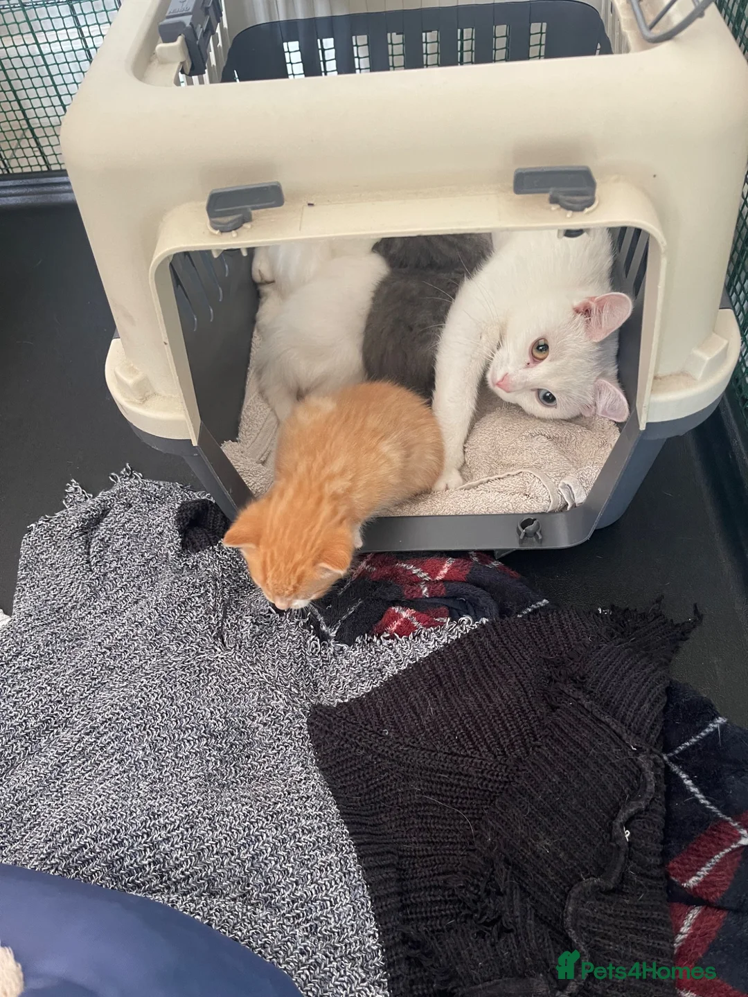 Manx cats for sale: kittens  - Advert 2