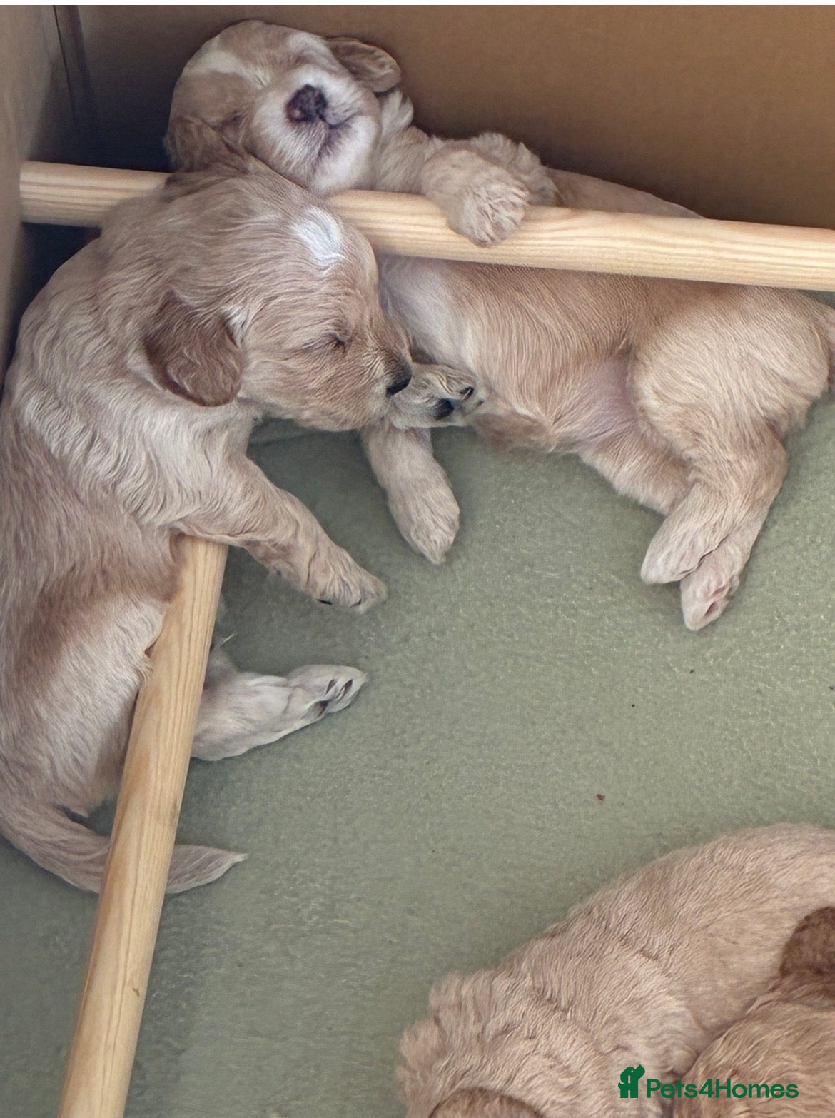 Cockapoo dogs for sale: F1B Cockapoos  - Advert 4