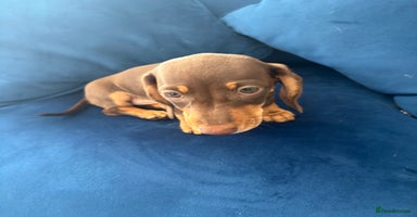 Miniature Dachshund dogs - Advert 6