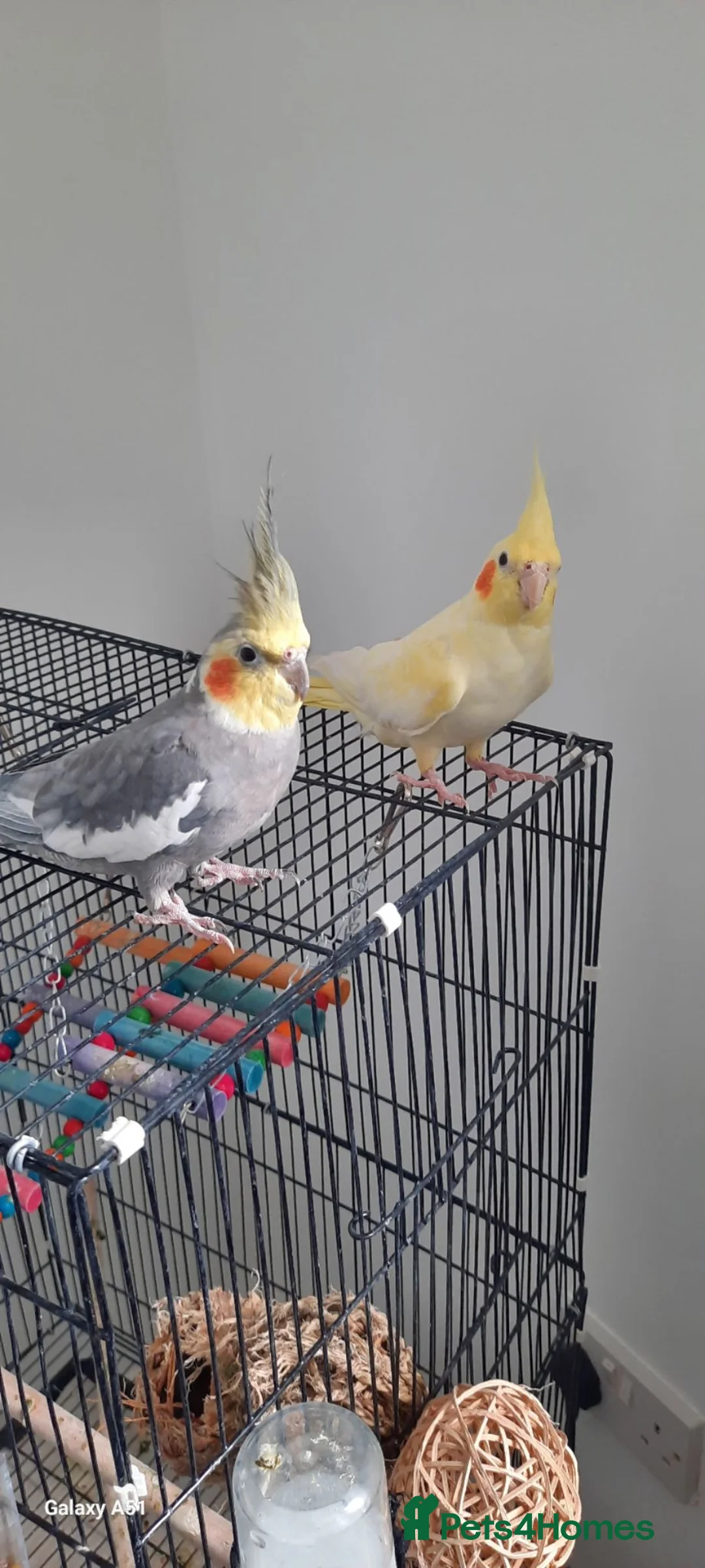 Cockatiels birds for sale:    Cocktails - Advert 2