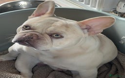 French Bulldog dogs for stud: 5 PANEL HEALTH CLEAR CHARLIE VERY WELL PROVEN! - Image 5