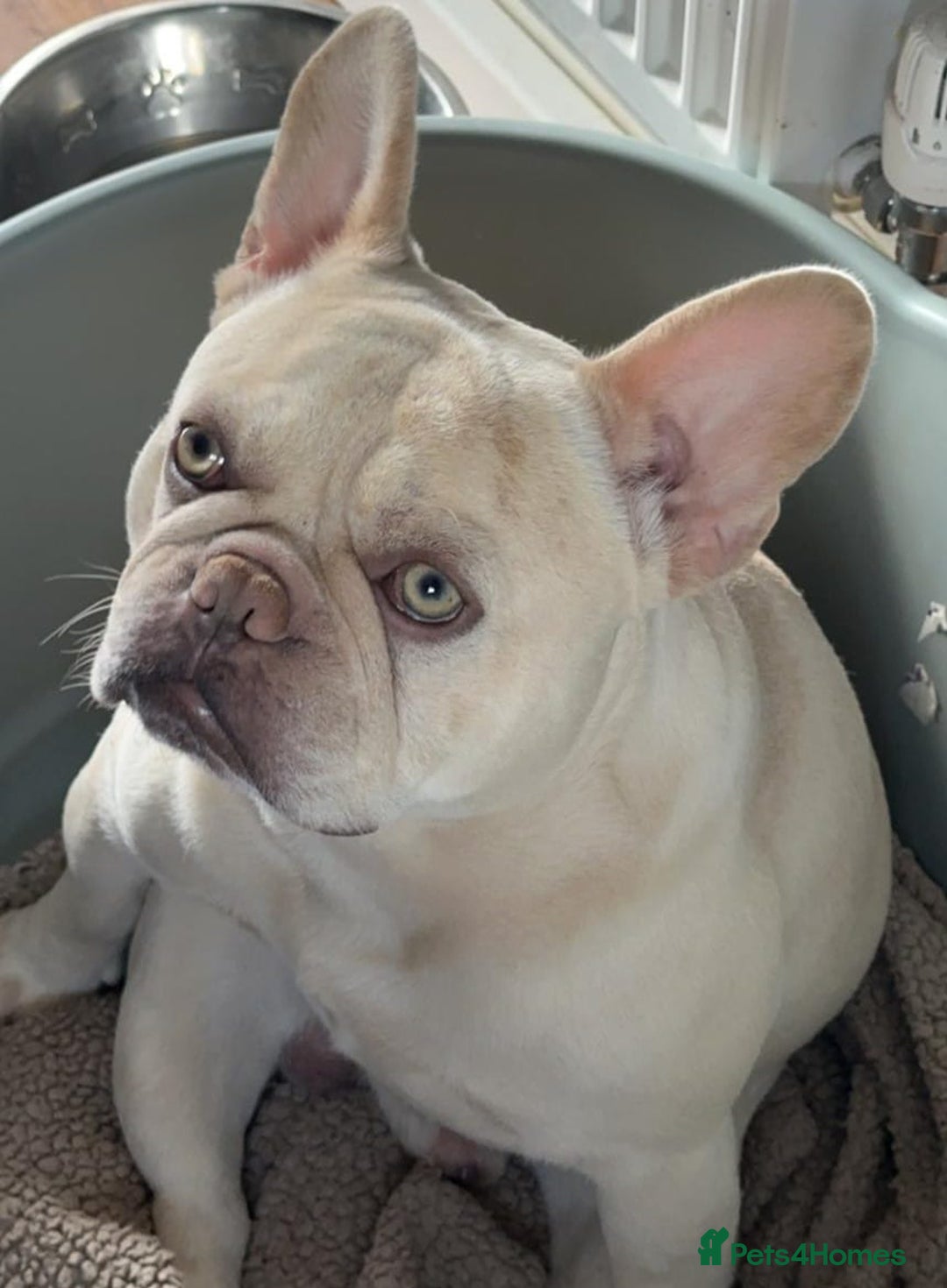 French Bulldog dogs for stud: 5 PANEL HEALTH CLEAR CHARLIE VERY WELL PROVEN! - Image 5