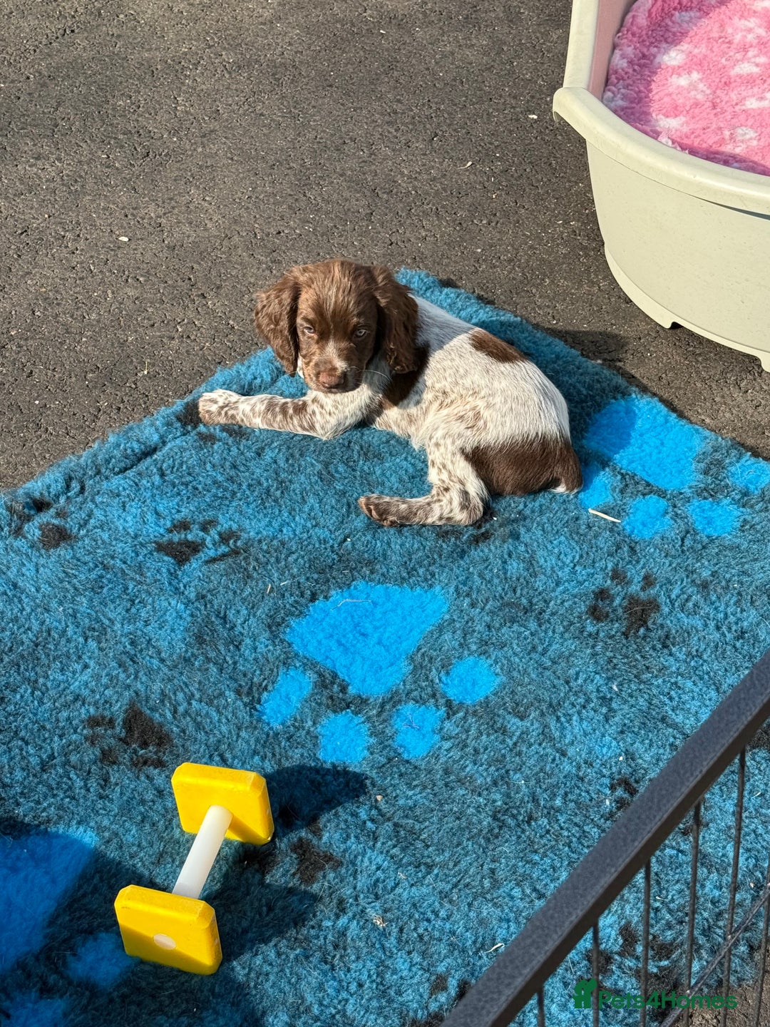 Cocker Spaniel dogs for sale: READY FOR NEW HOMES CAN LEAVE homes health tested  - Image 25
