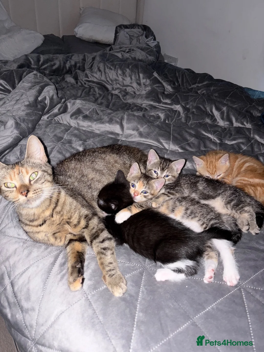 Domestic Shorthair cats for sale: 3 kittens looking for forever home 🐾 - Advert 10