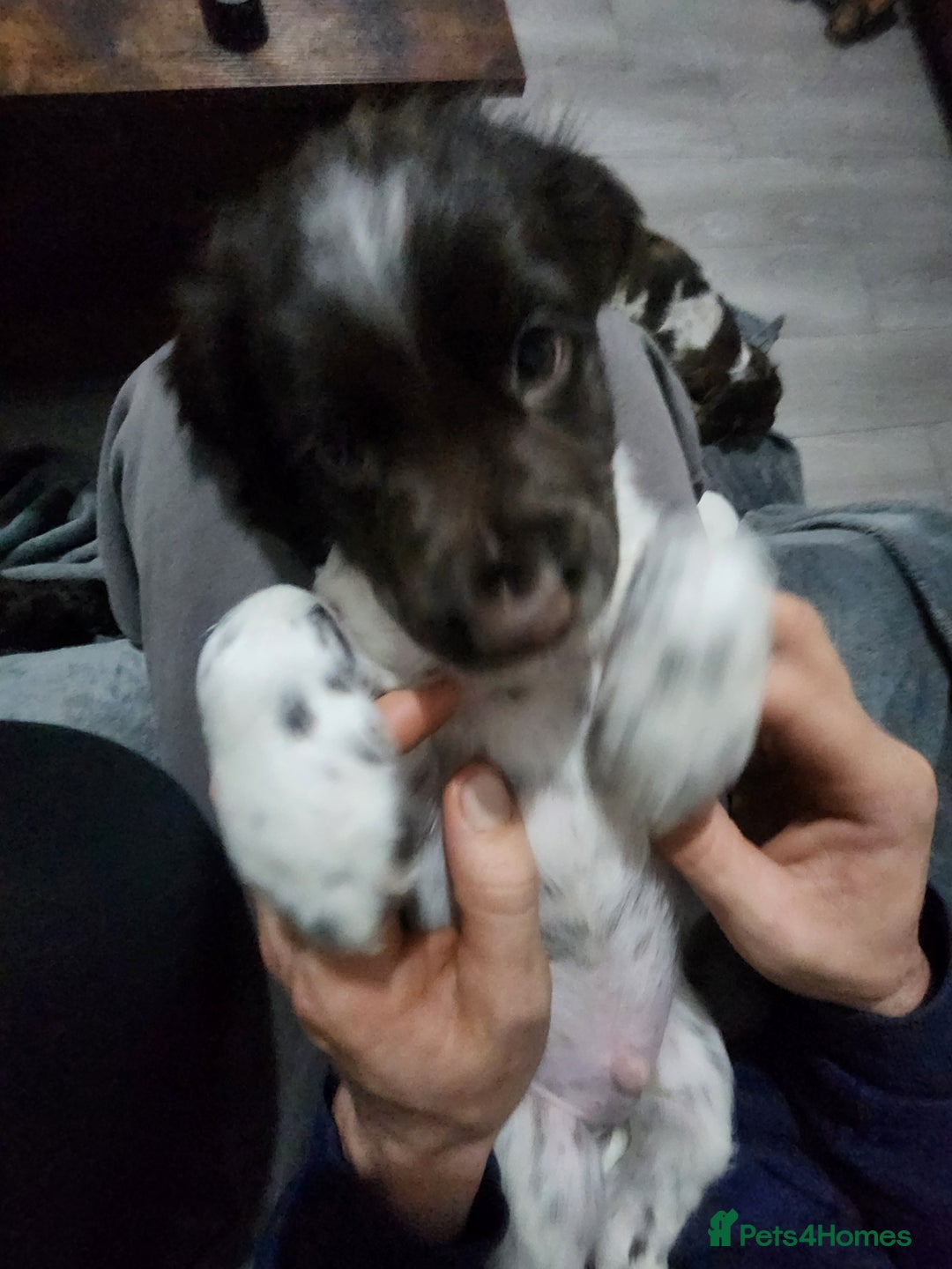 Cocker Spaniel dogs for sale: Cocker spaniel puppys. - Advert 15