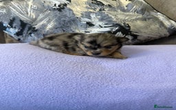 Pomchi dogs for sale: 3/4 Pomeranian  - Image 8