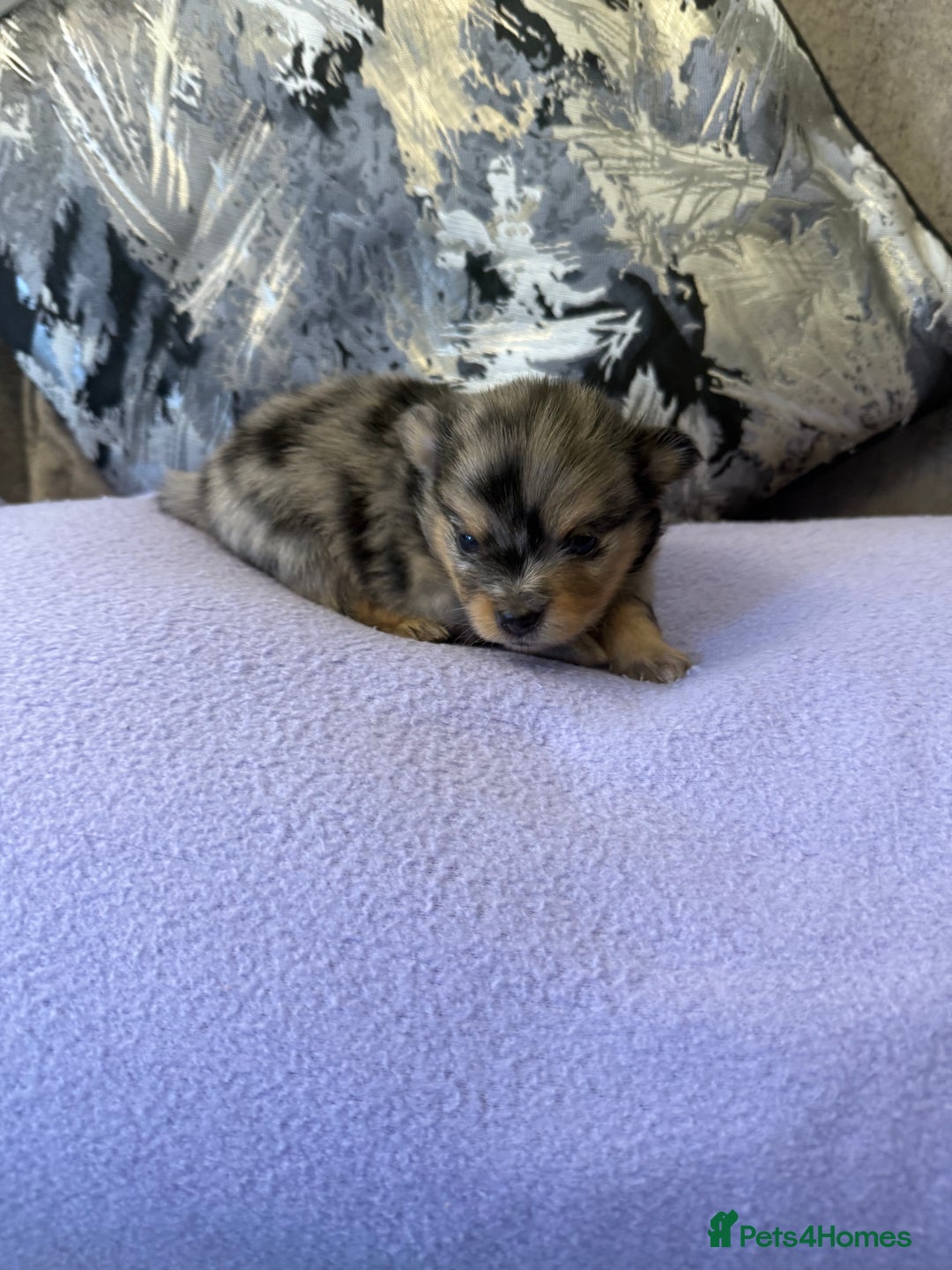 Pomchi dogs for sale: 3/4 Pomeranian  - Image 8