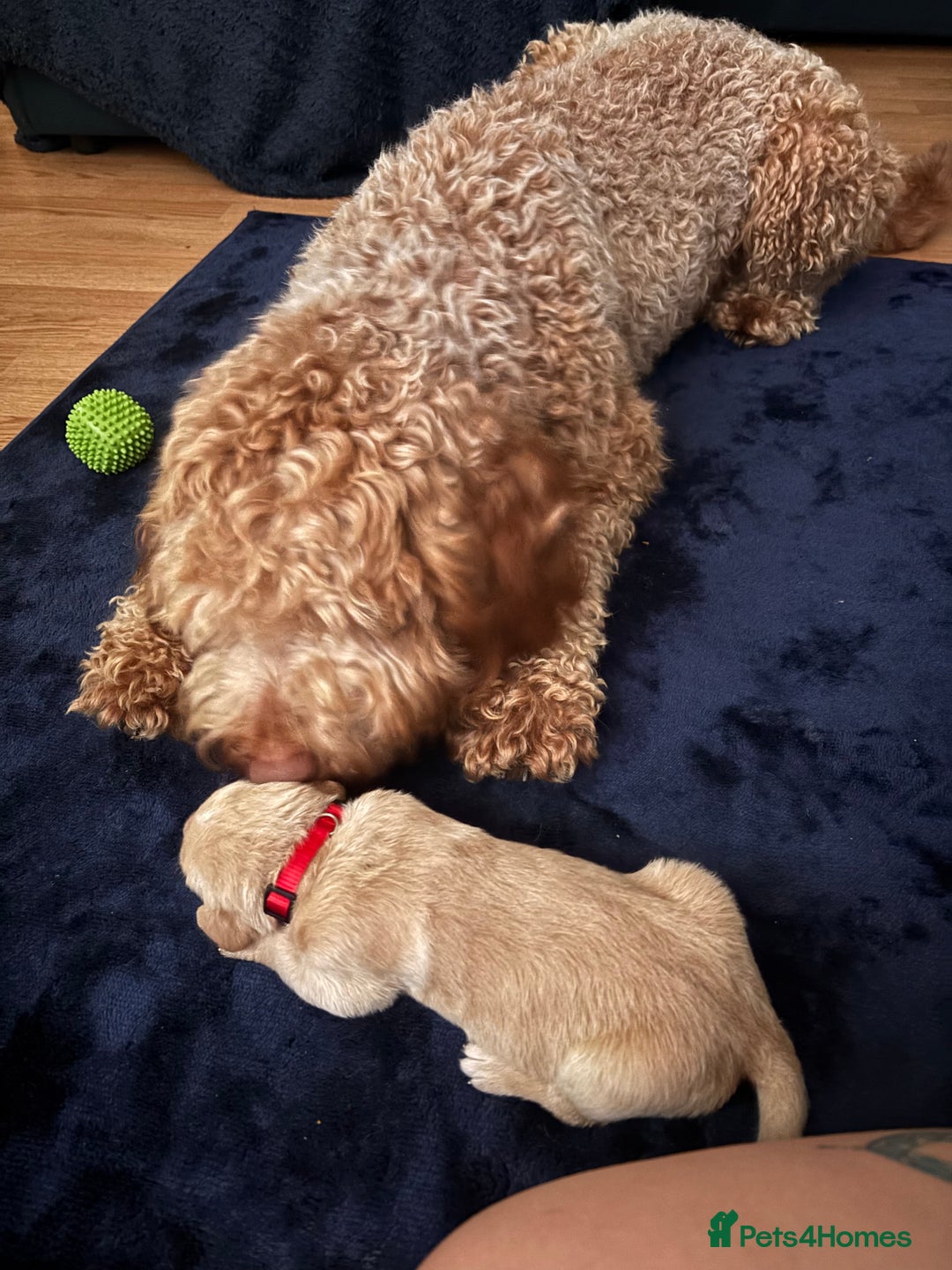 Mixed Breed dogs for sale: Beautiful Labrador crosses - Advert 11