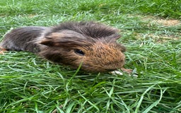 Guinea Pig rodents for sale: Female and male guinea pigs  - Image 11