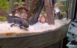 Axolotl reptiles for sale: Pair of axolotl  - Image 12