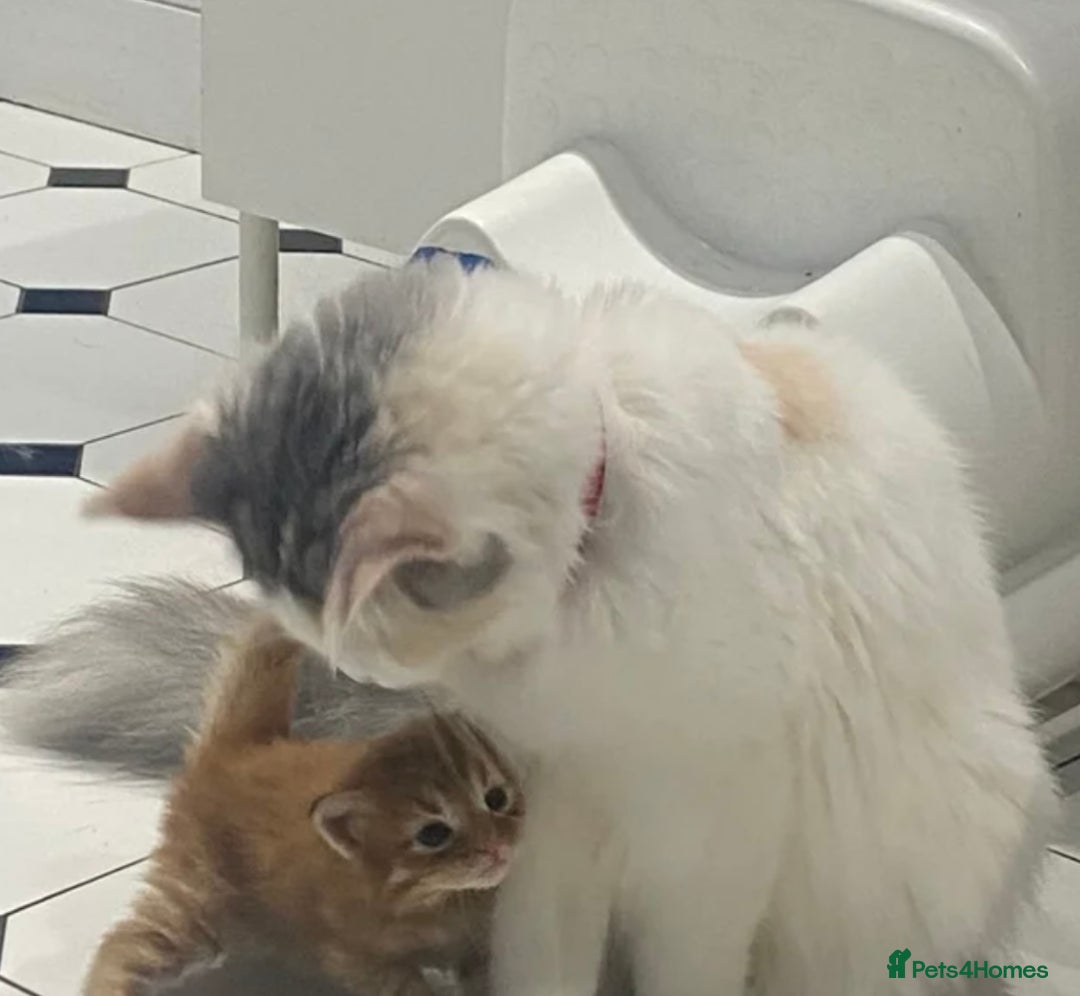 Mixed Breed cats for sale: Kittens stunning Mainecoon cross babies 🐈❤️ - Advert 1