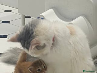 Mixed Breed cats Kittens stunning Mainecoon cross babies 🐈❤️ - Advert 1