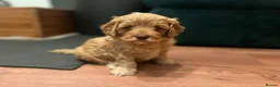 Cockapoo dogs for sale: Beautiful Cockapoo* Toy Poodle Puppies  - Advert 23