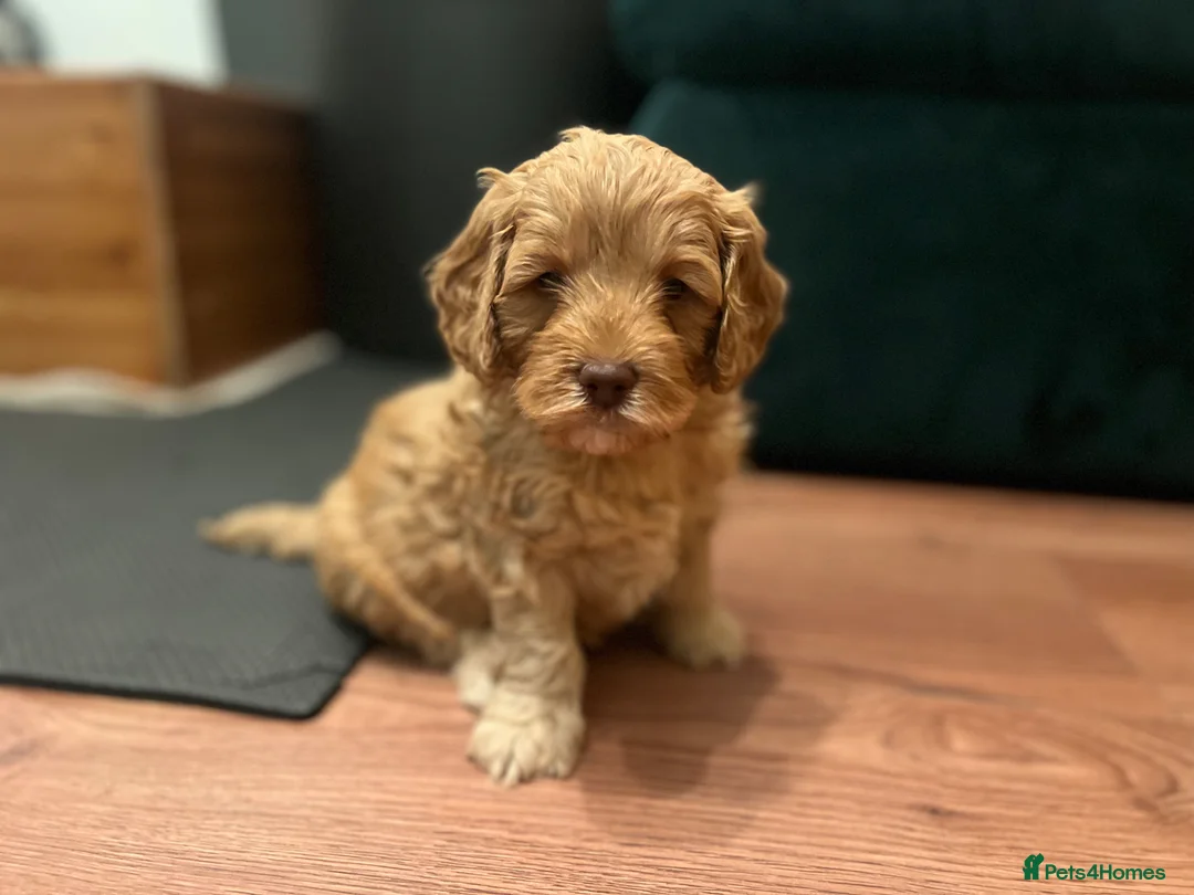 Cockapoo dogs for sale: Beautiful Cockapoo* Toy Poodle Puppies  - Advert 23