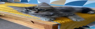 Domestic Shorthair 2