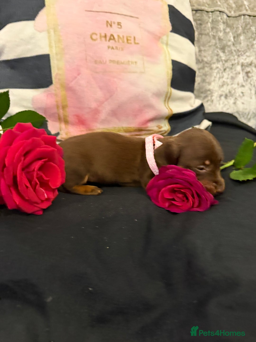 Miniature Dachshund dogs for sale: Gorgeous mini dachshund chocolate puppies - Advert 5