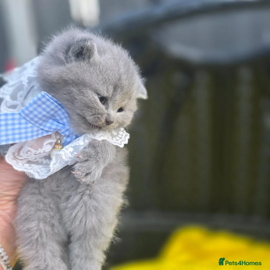 British Shorthair cats for sale: Beautiful British shorthair kittens  - Advert 2
