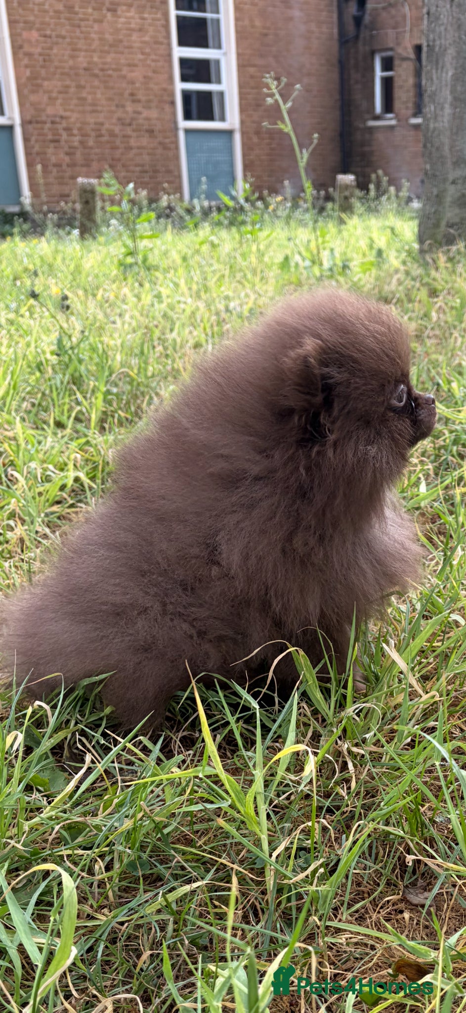 Pomeranian dogs for sale: Amazing Poms teddy bear boy 🥰🐻🥰🐻 - Advert 9