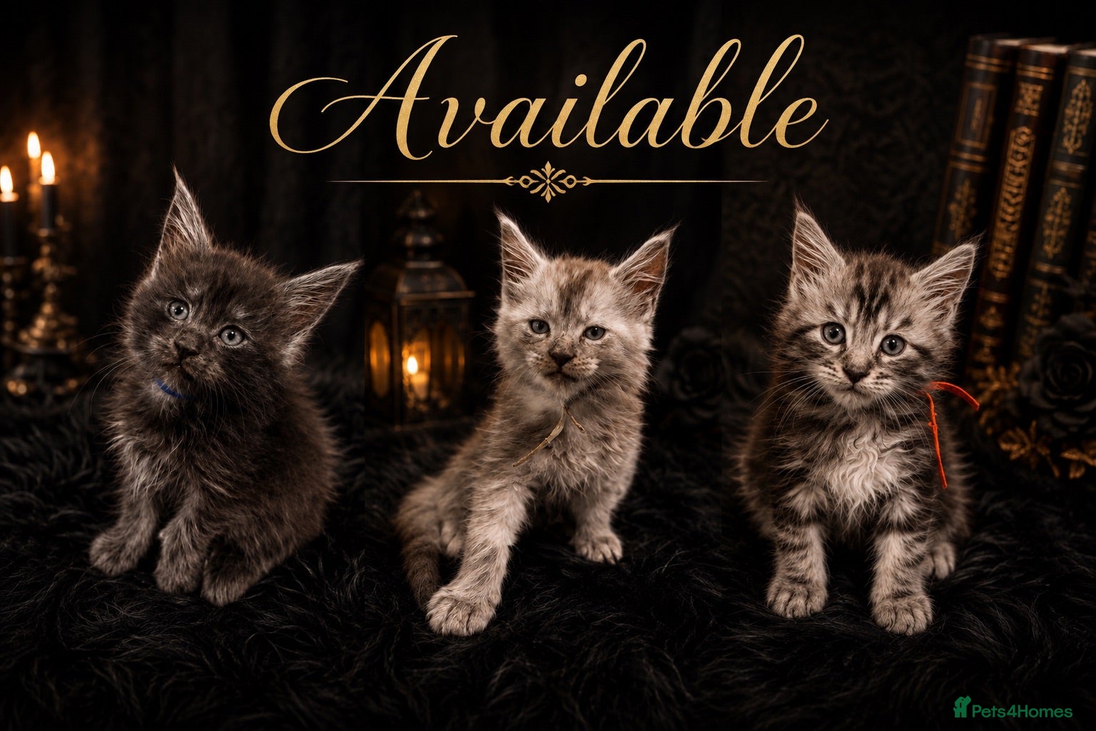 Maine Coon cats TICA Registered Maine Coon Kittens - Advert 3