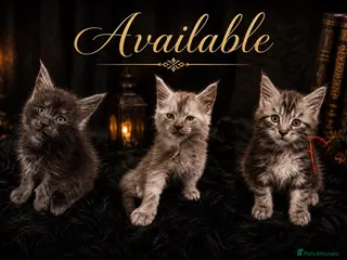 Maine Coon cats TICA Registered Maine Coon Kittens - Advert 3