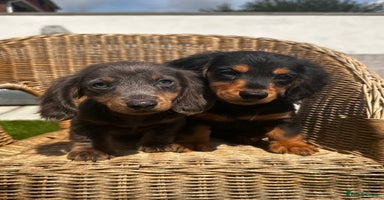 Miniature Dachshund dogs - Advert 2