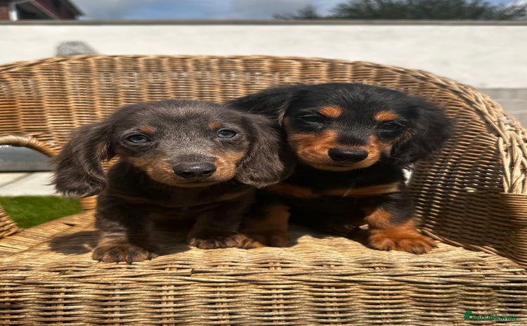 Miniature Dachshund dogs - Advert 7