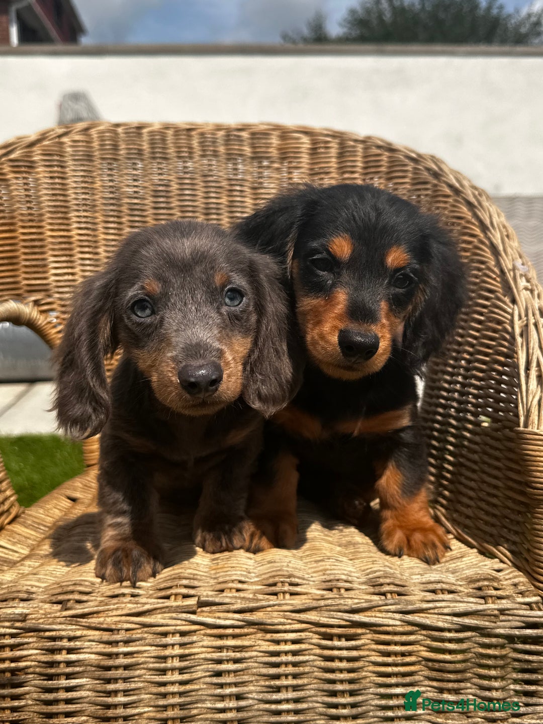 Miniature Dachshund dogs for sale: READY NOW. Miniature long hair dachshund 🤍 - Image 8