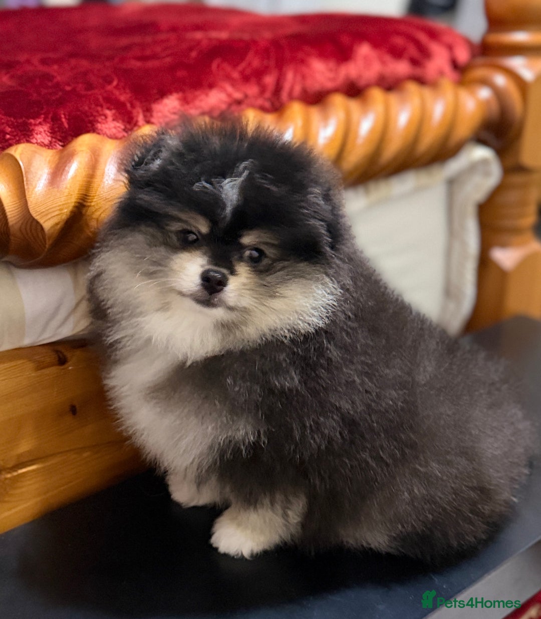 Pomeranian dogs for sale: Beautiful Pomeranian Puppies – Ready Now - Advert 2